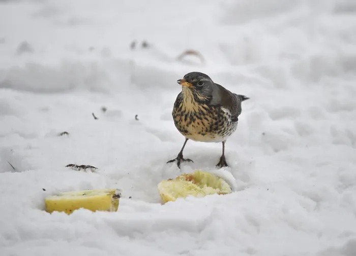 Framed Print : Fieldfare (Turdus pilaris) eating an apple in the snow