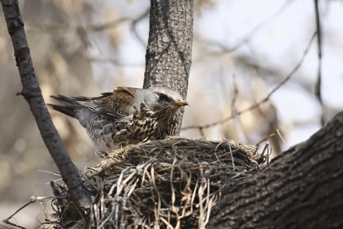 Framed Print : Fieldfare, (Turdus pilaris) incubates eggs in her nest