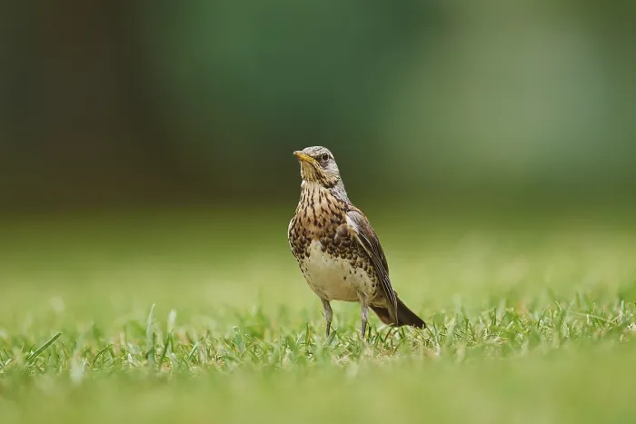 Framed Print : Fieldfare (Turdus pilaris) on a meadow