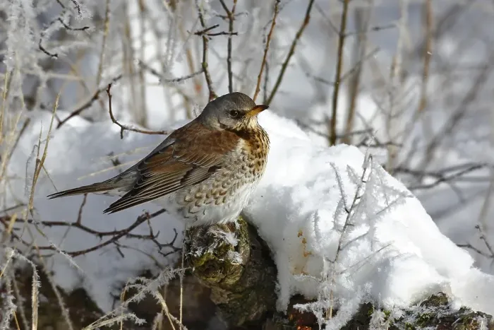 Framed Print : Fieldfare (Turdus pilaris) resting on a branch in winter