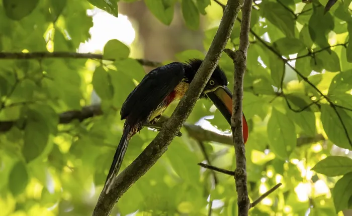 Framed Print : Fiery-billed aracari (Pteroglossus frantzii) Framed Print : Fiery-billed aracari (Pteroglossus frantzii)