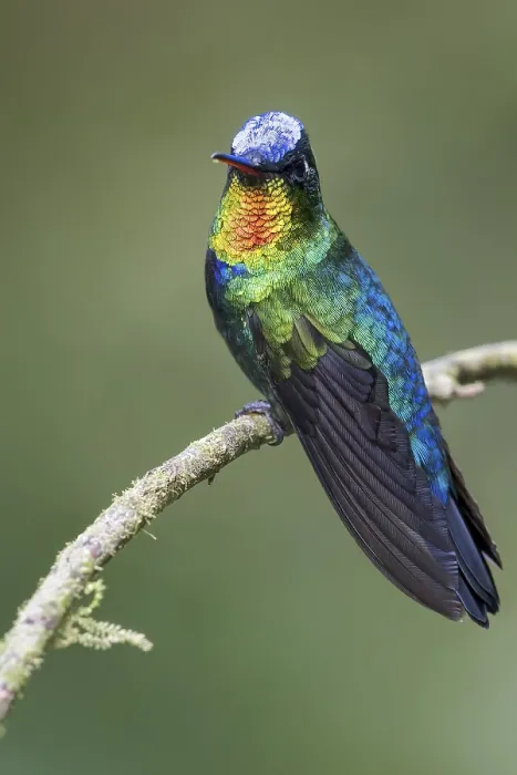 Framed Print : Fiery-throated Hummingbird (Panterpe insignis) perched on a branch in Panama