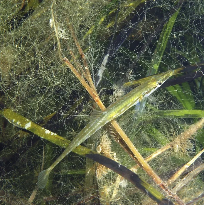 Framed Print : Fifteen-spined (Spinachia spinachia) Stickleback adult