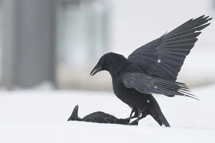 Framed Print : Two fighting crows (Corvus corone) in the snow