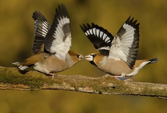 Framed Print : Two fighting males grosbeak (Coccothraustes coccothraustes) on a branch