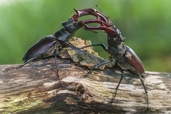 Framed Print : Two fighting Stag beetle ( Lucanus cervus) on an oak trunk