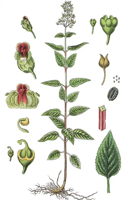 Framed Print : Figwort, Woodland figwort, or Common figwort (Scrophularia nodosa)