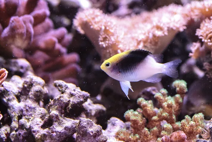 Framed Print : Fiji Yellow Head damsel Chrysiptera rollandi on a coral reef