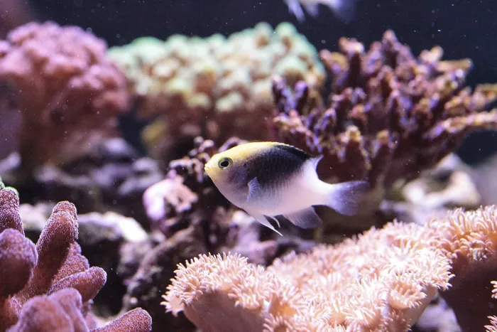 Framed Print : Fiji Yellow Head damsel Chrysiptera rollandi on a coral reef