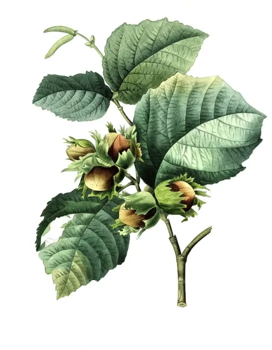 Framed Print : Filbert (Corylus maxima), is a species of plant in the genus Hazelnut