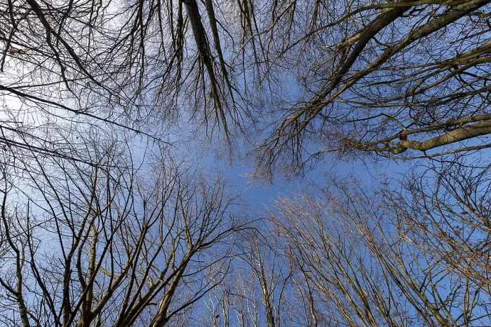 Framed Print : The filigree, leafless branches and twigs of the treetops of a deciduous forest seen from below against a blue