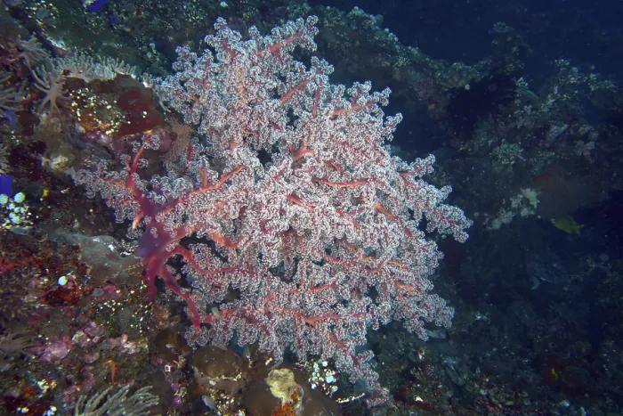 Framed Print : Filigree red coral structure, Godeffroy's soft coral (Siphonogorgia godeffroyi)