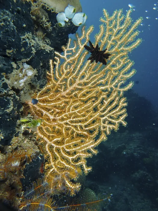 Framed Print : Filigree structure of a branch of Yellow gorgonian (Echinogorgia) in deep blue water