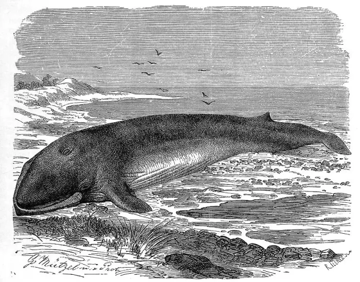 Framed Print : Fin whale (Balaenoptera physalus) Framed Print : Fin whale (Balaenoptera physalus)