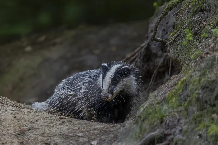 Framed Print : The fine sand sticks to the wet fur of the young badger (Meles meles)