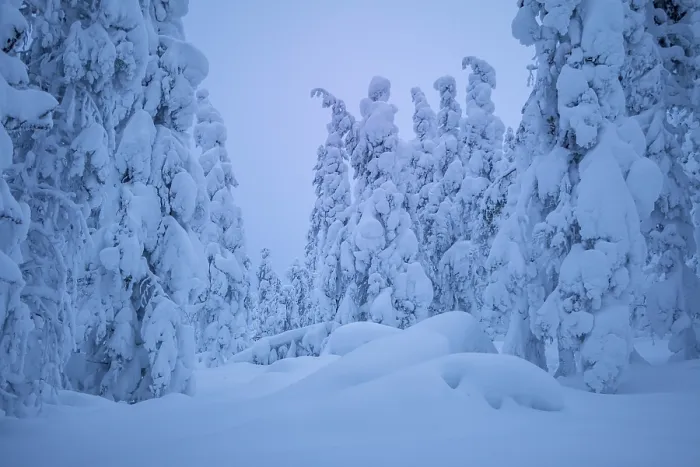 Framed Print : Finland. Evening winter forest Framed Print : Finland. Evening winter forest