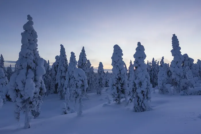 Framed Print : Finnish winter forest at dusk, near Rovaniemi