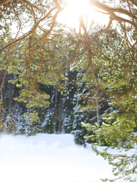 Framed Print : Fir branches covered with snow in cold winter forest Framed Print : Fir branches covered with snow in cold winter forest