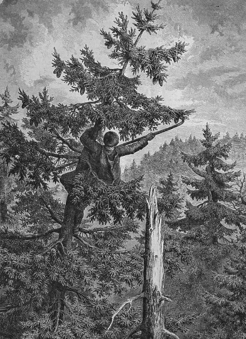 Framed Print : Fir cone harvester, historical engraving, 1869
