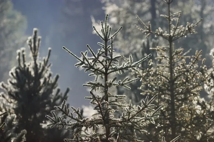 Framed Print : Fir with dew - Alps - Austria Framed Print : Fir with dew - Alps - Austria