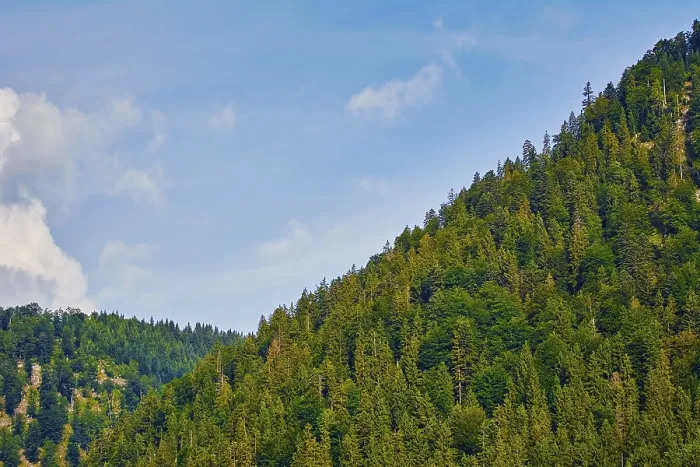 Framed Print : Fir Forest on the Slope of a Hill Austria