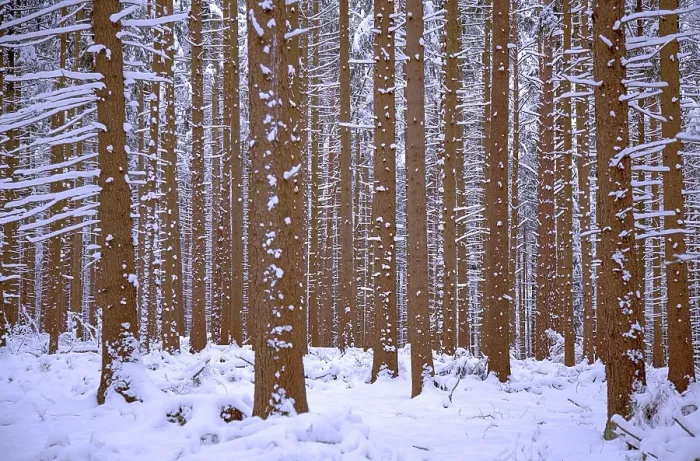 Framed Print : Fir forest in winter with snow