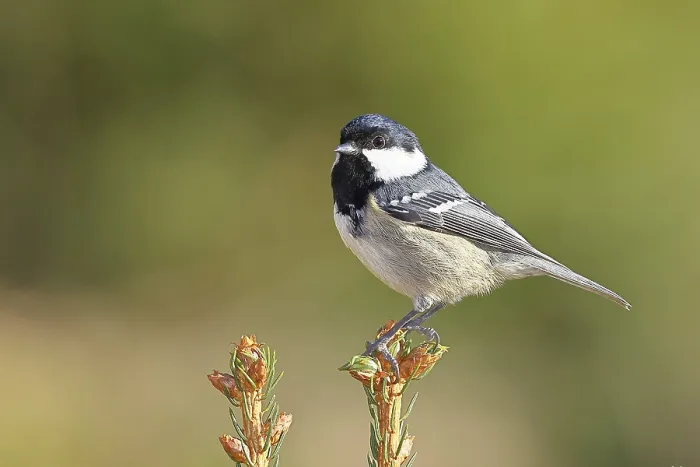 Framed Print : Fir tit (Parus ater), sitting on the top of a young spruce Framed Print : Fir tit (Parus ater), sitting on the top of a young spruce