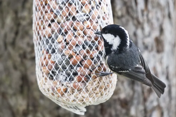 Framed Print : Fir tit (Periparus ater) at the feeder