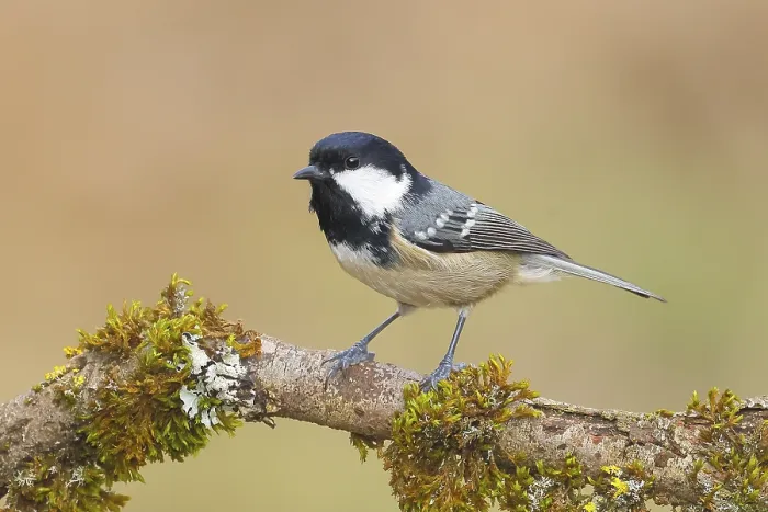 Framed Print : Fir tit (Periparus ater), sitting on a branch overgrown with moss and lichen