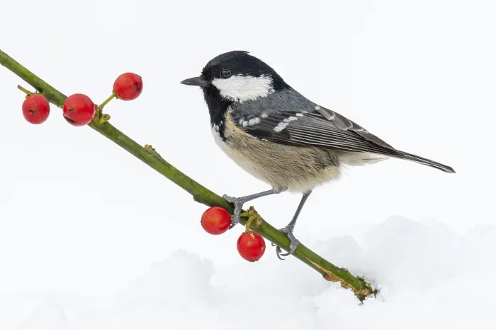 Framed Print : Fir tit (Periparus ater) in the snow Framed Print : Fir tit (Periparus ater) in the snow