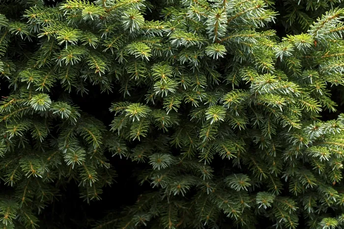 Framed Print : Fir tree branch close up, evergreen tree in the forest or park