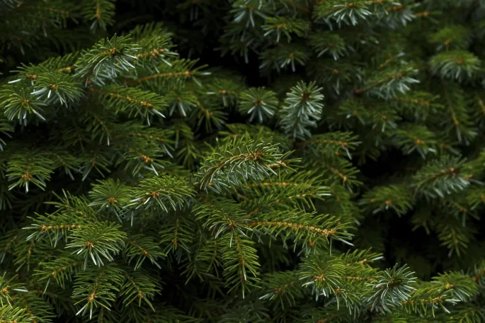 Framed Print : Fir tree branch close up, evergreen tree in the forest or park