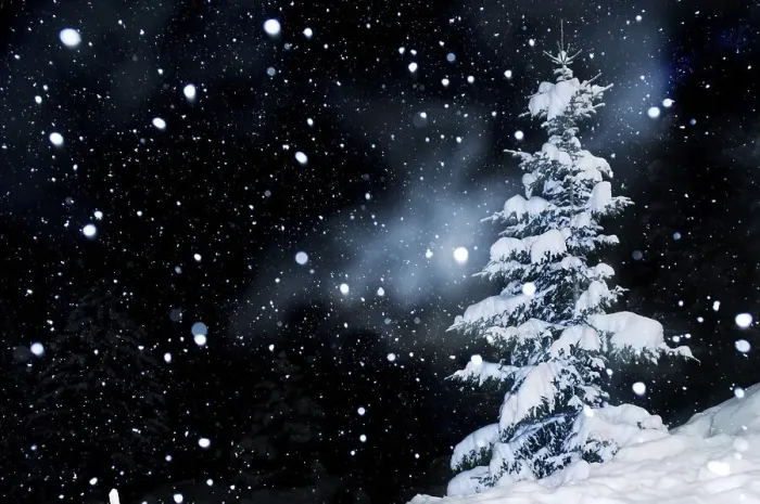 Framed Print : Fir tree with snow and snowflakes Framed Print : Fir tree with snow and snowflakes