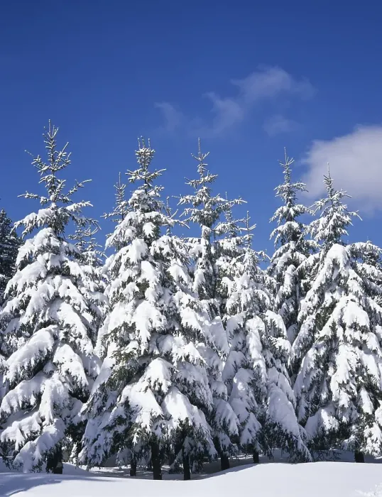 Framed Print : Fir trees, forest, snow-covered winter landscape