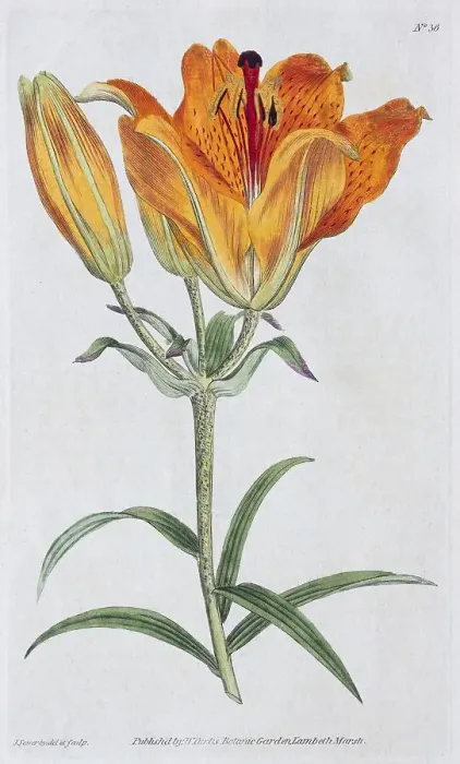 Framed Print : Fire lily (Lilium bulbiferum), copper engraving by William Curtis