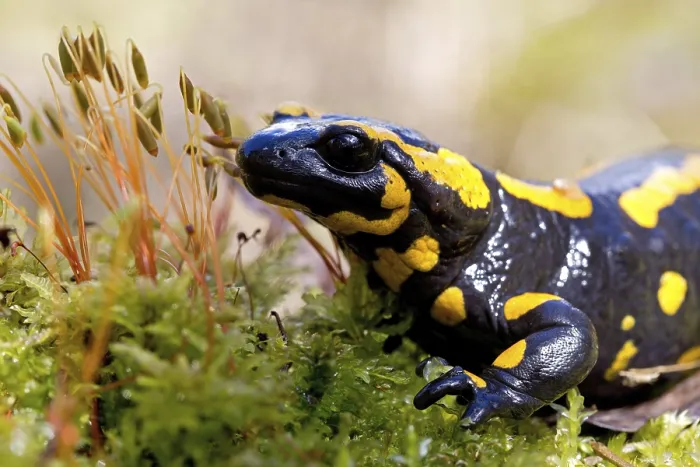 Framed Print : fire salamander