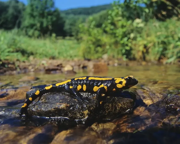 Framed Print : Fire Salamander (Salamandra salamandra) Framed Print : Fire Salamander (Salamandra salamandra)