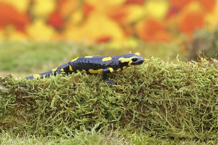 Framed Print : Fire salamander (Salamandra salamandra) Framed Print : Fire salamander (Salamandra salamandra)