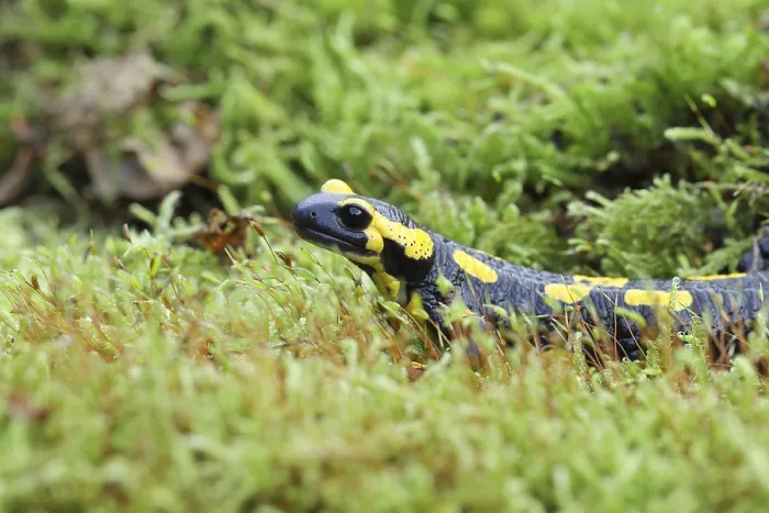 Framed Print : Fire salamander (Salamandra salamandra)