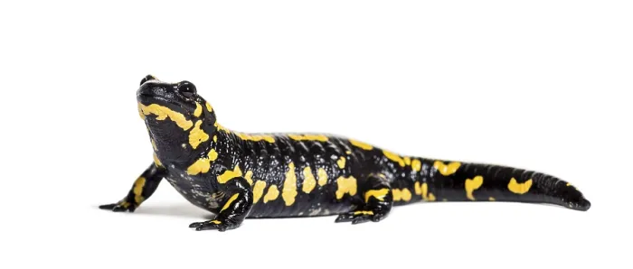 Framed Print : Fire salamander, Salamandra salamandra Framed Print : Fire salamander, Salamandra salamandra
