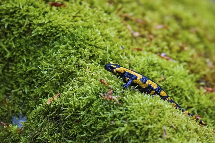 Framed Print : Fire salamander (Salamandra salamandra)