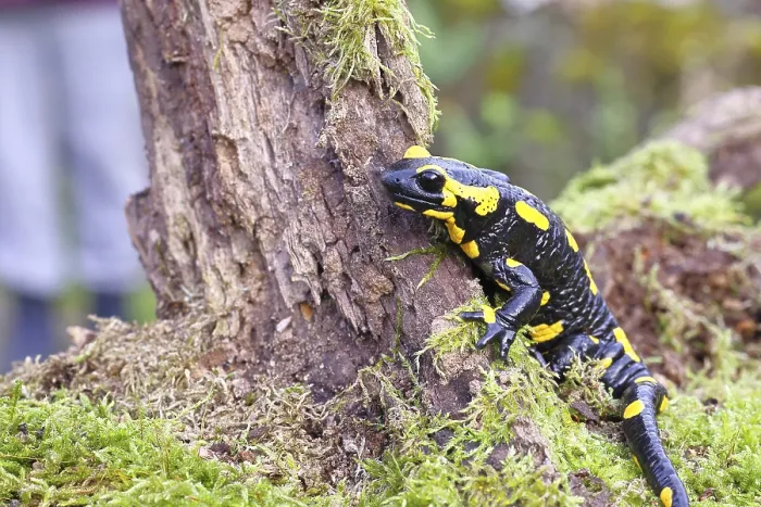 Framed Print : Fire salamander (Salamandra salamandra)