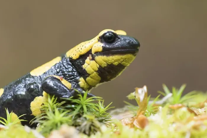 Framed Print : Fire salamander (Salamandra salamandra) in moss Framed Print : Fire salamander (Salamandra salamandra) in moss