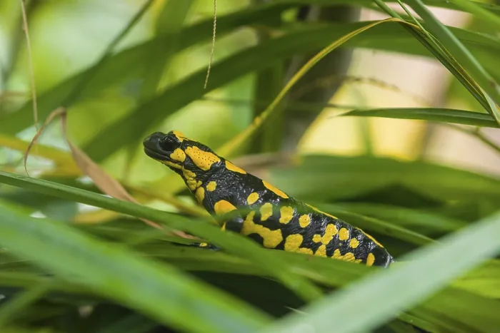 Framed Print : A fire salamander (Salamandra salamandra) rests in tall grass