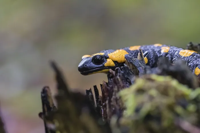 Framed Print : One fire salamander (Salamandra salamandra) rests on a tree stump on a rainy day Framed Print : One fire salamander (Salamandra salamandra) rests on a tree stump on a rainy day