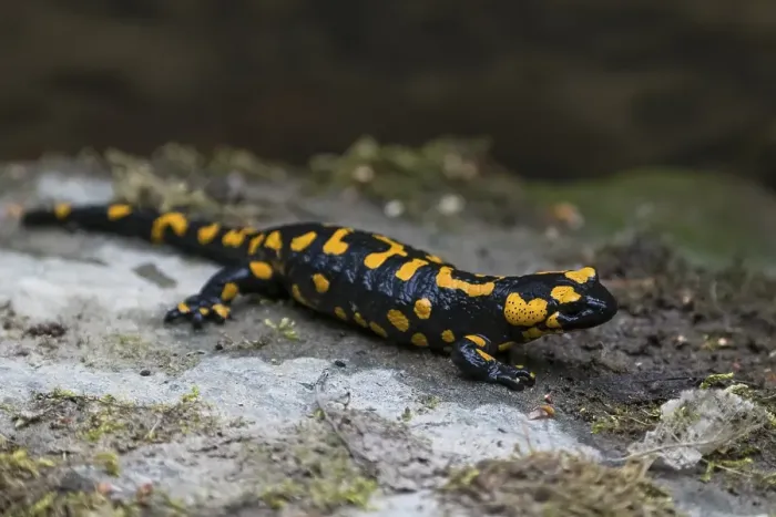 Framed Print : Fire salamander (Salamandra salamandra) sitting on stone Framed Print : Fire salamander (Salamandra salamandra) sitting on stone