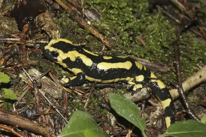 Framed Print : Fire Salamander (Salamandra salamandra) in the wood Framed Print : Fire Salamander (Salamandra salamandra) in the wood