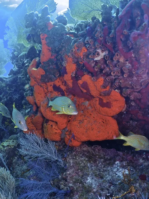 Framed Print : Fire sponge (Tedania ignis) and colourful fish Framed Print : Fire sponge (Tedania ignis) and colourful fish