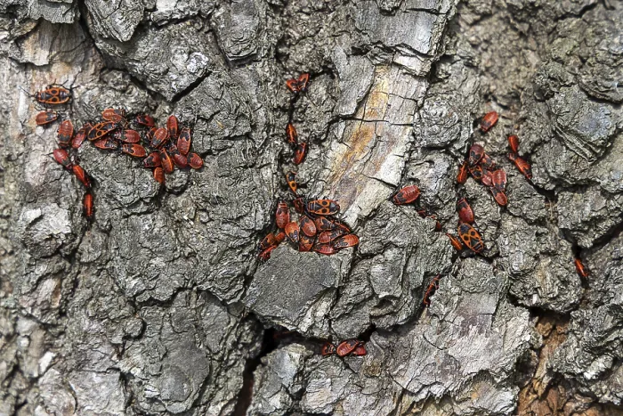 Framed Print : Firebugs on patterned tree bark in vivid red and black Framed Print : Firebugs on patterned tree bark in vivid red and black