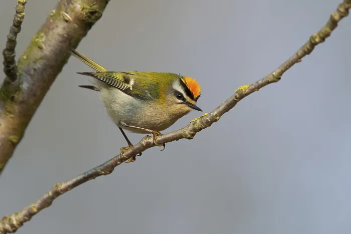 Framed Print : Firecrest, Regulus ignicapillus